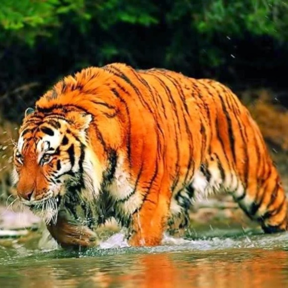 Meet your Posher, Dianne - Picture 1 of 1